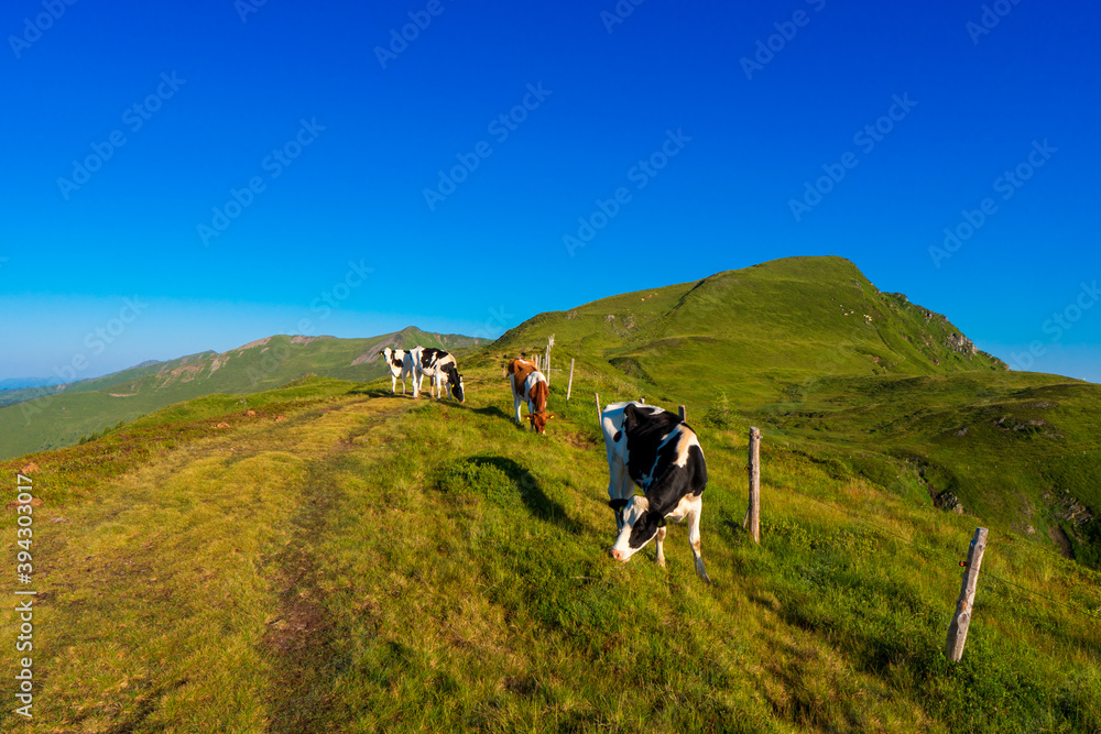 Mountain green summit landscape. Cow grazing on mountain summit. Cows graze in mountains alps europe austria