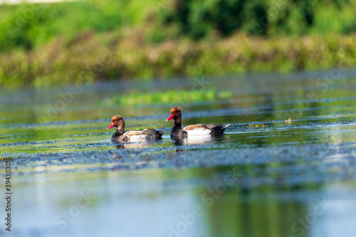 
Ducks playing in a beautiful swamp in Thailand