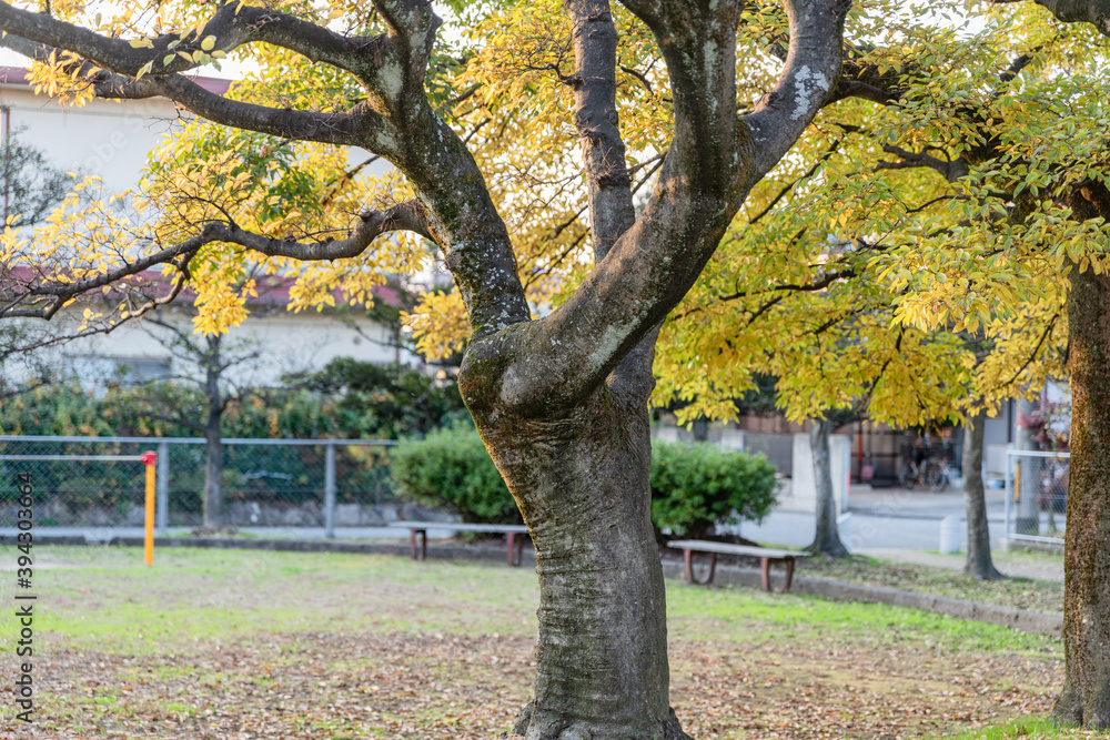 Fototapeta premium 秋の日の公園風景