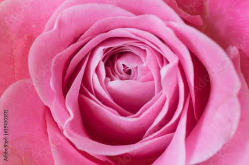 ピンク色の薔薇の花 マクロ