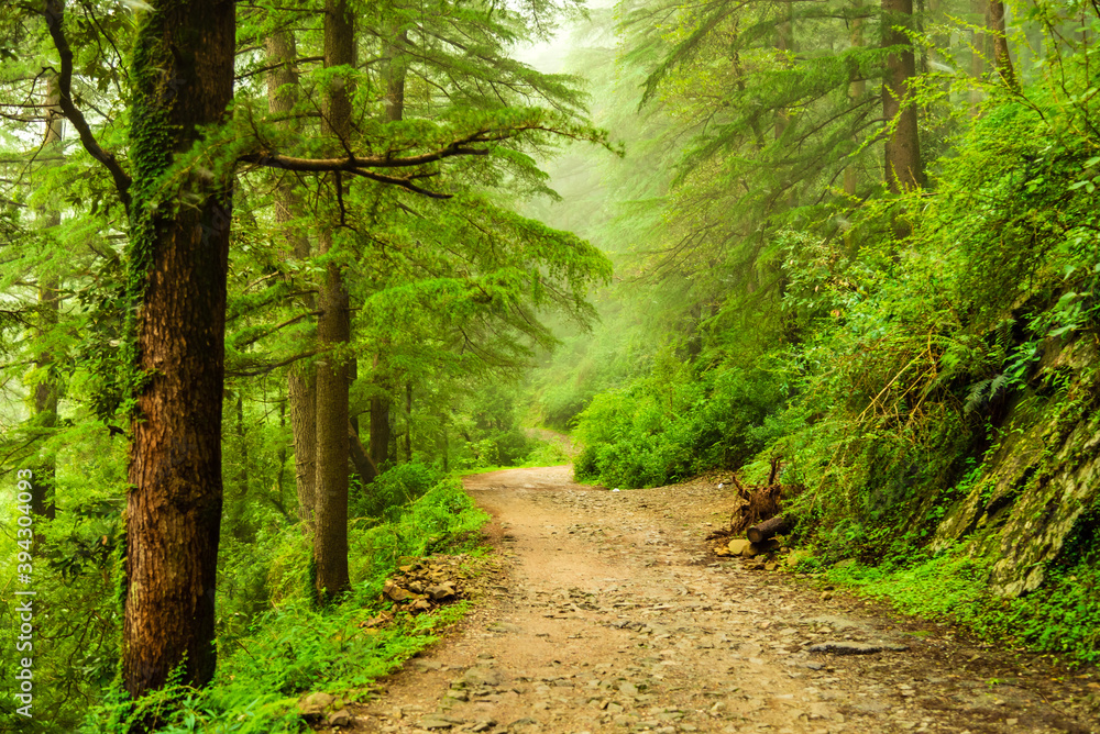 Obraz premium View enroute to Triund trekking trail at Mcleodganj, Dhramshala, Himachal Pradesh, India.