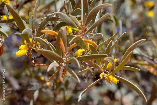 Foto Mulga Tree in flower NSW Australia