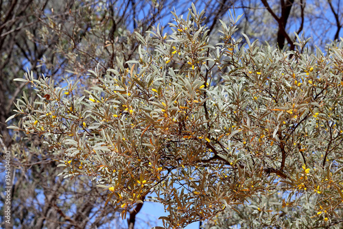 Mulga Tree in flower NSW Australia