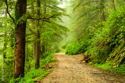 View enroute to Triund trekking trail at Mcleodganj  Dhramshala  Himachal Pradesh  India.