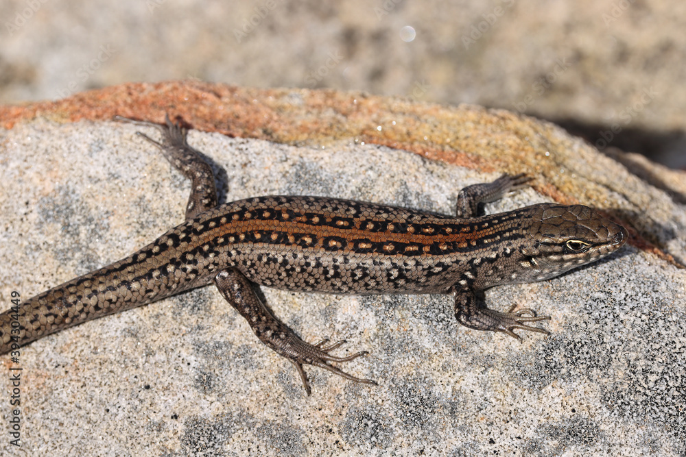 White's Skink sunning it self on a sandstone rock White's Skink sunning it self on a sandstone rock