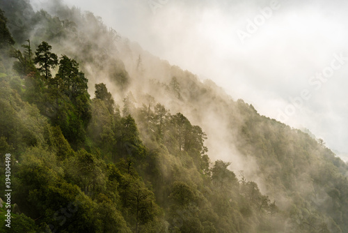 Forested mountain slope with the evergreen conifers shrouded in mist in a scenic landscape view at Mcleod ganj  Himachal Pradesh  India.