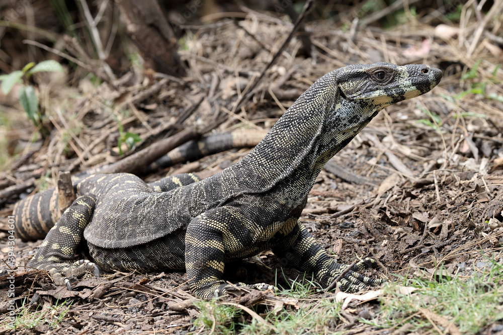 Lace Monitor standing up on front legs Lace Monitor standing up on front legs