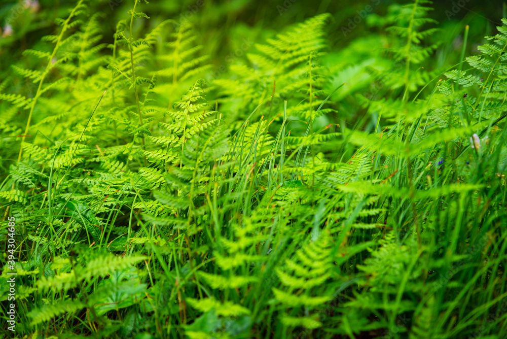 A fern is a member of a group of vascular plants that reproduce via spores. Tree fern an primitive epiphyte ferns in the order Cyatheales grows upon another plant, found in moist tropical areas. A fern is a member of a group of vascular plants that reproduce via spores. Tree fern an primitive epiphyte ferns in the order Cyatheales grows upon another plant, found in moist tropical areas.