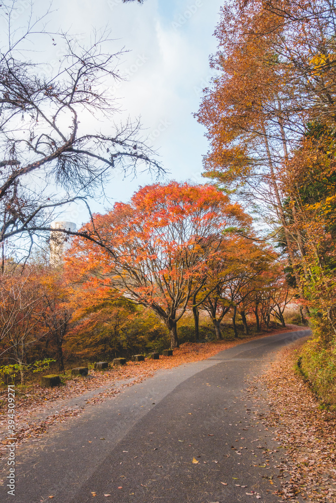 Fototapeta premium 紅葉した木々と道路