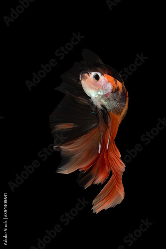 Orange betta fish moving moment beautiful fancy halfmoon betta, fighting fish, siam betta fish on black background.
