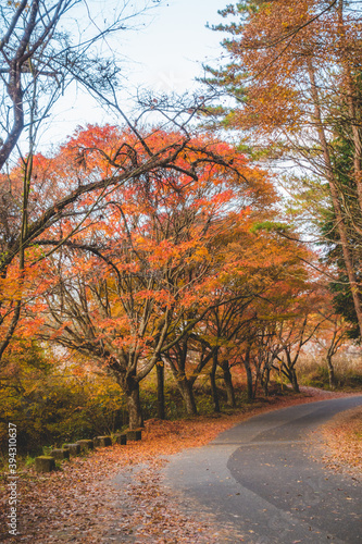 日本の紅葉した木々と葉