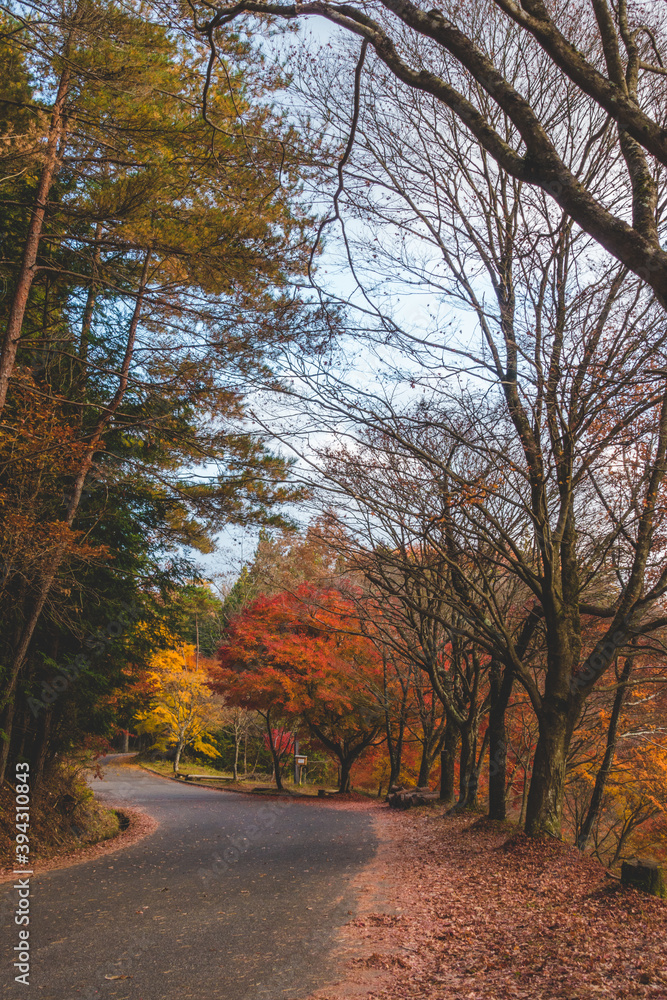 日本の紅葉した木々と葉 日本の紅葉した木々と葉