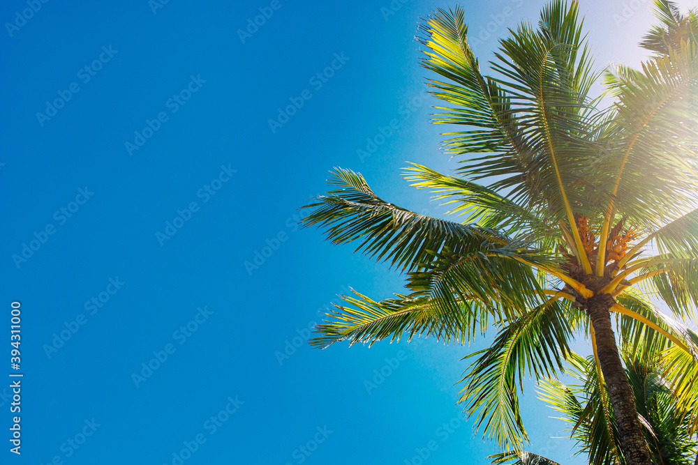 Fresh green strong palm tree against the bright blue sky. Beautiful tropical background. Summer vacation