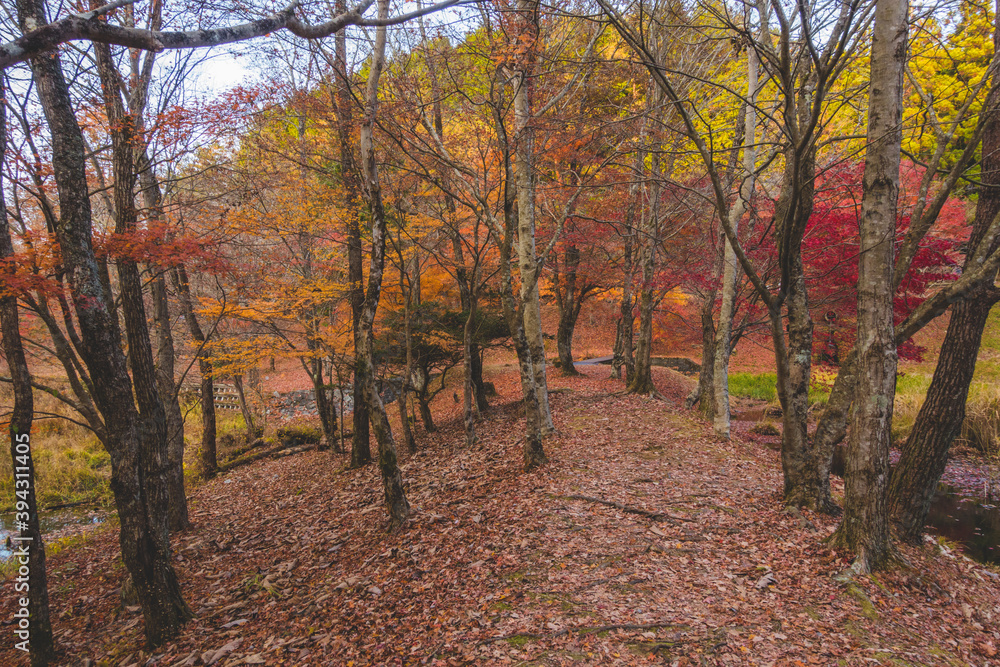 日本の紅葉した木々と葉 日本の紅葉した木々と葉