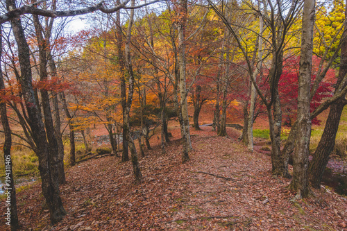 日本の紅葉した木々と葉
