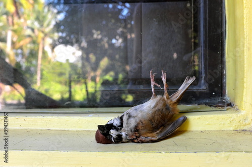 Dead bird on a glass window. Bird hitting or crashing into house or building accident. photo