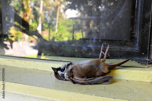 Dead bird on a glass window. Bird hitting or crashing into house or building accident.