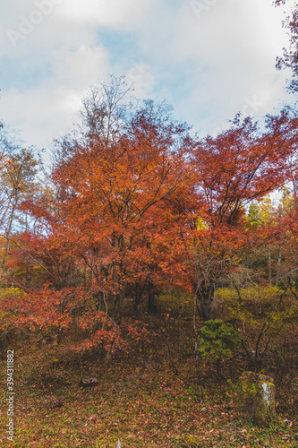 日本の紅葉した木々と葉