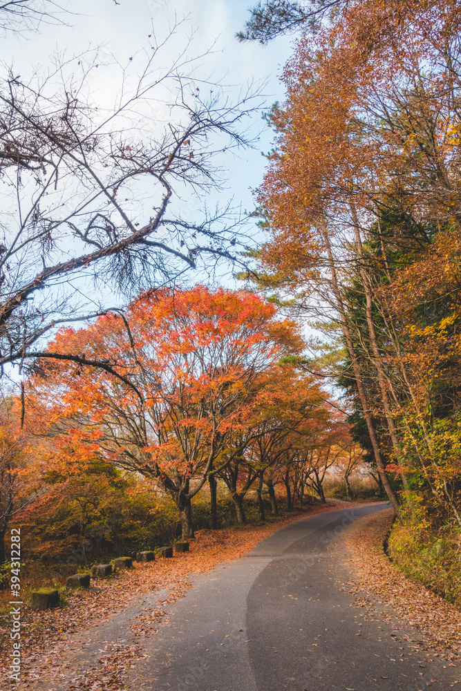 Naklejka premium 日本の紅葉した木々と葉