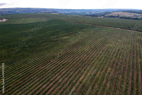 Aerial view of coffee seedlings being irrigated in the drip system