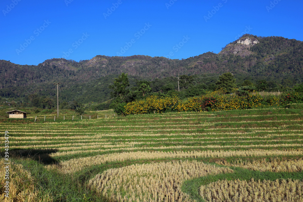Rice straw in terraced fields after harvesting on mountain areas, white cliffs, and blue sky.
