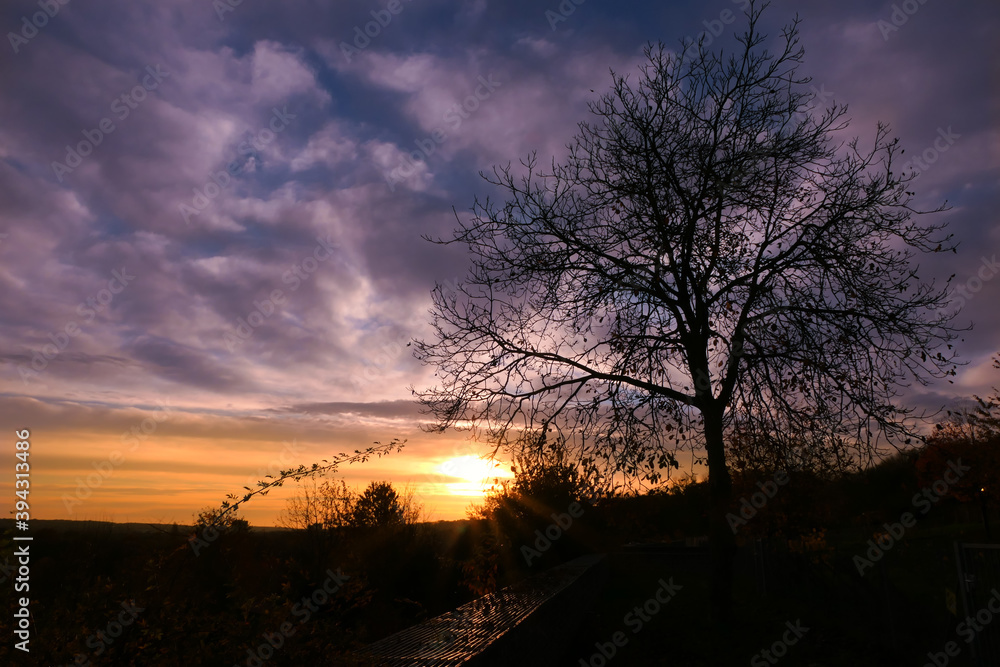 Fototapeta premium Silhouette of branch of tree at sunrise. Autumn or winter scene with dramatic sky with clouds.