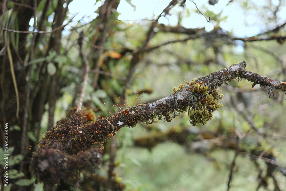 Brown lichens grow on a humid and cold hilltop tree in a forest.