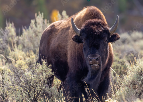 Buffalo with Horns Grazing in Scrub Brush