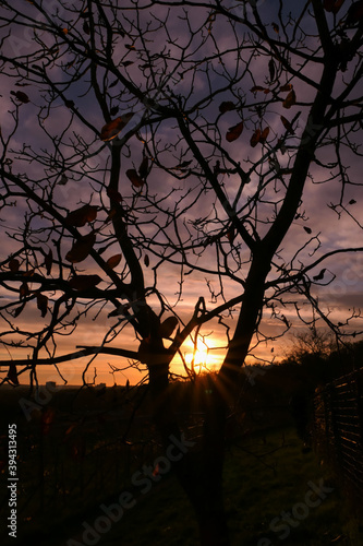 Silhouette of branch of tree at sunrise. Autumn or winter scene with dramatic sky with clouds.