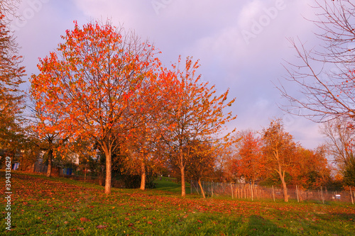 Autumn scene with orange foliage on trees. Landscape in countryside