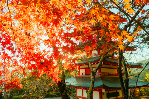 Japan maple in city Fujiyos...
