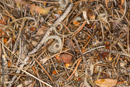 Bits of fall color debris on forest floor with fuzzy swirls and sticks © ecummings00