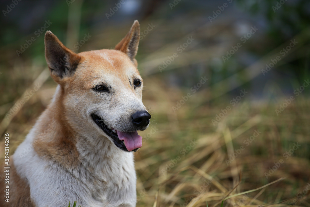 Fototapeta premium portrait of a dog