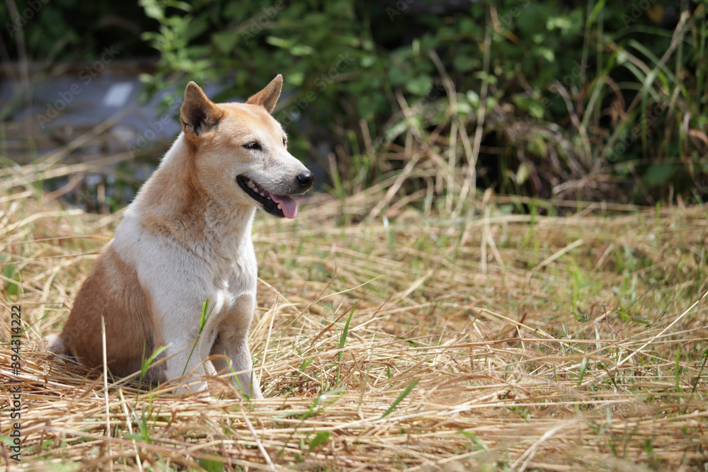 border collie dog