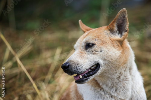 portrait of a dog © Somchai