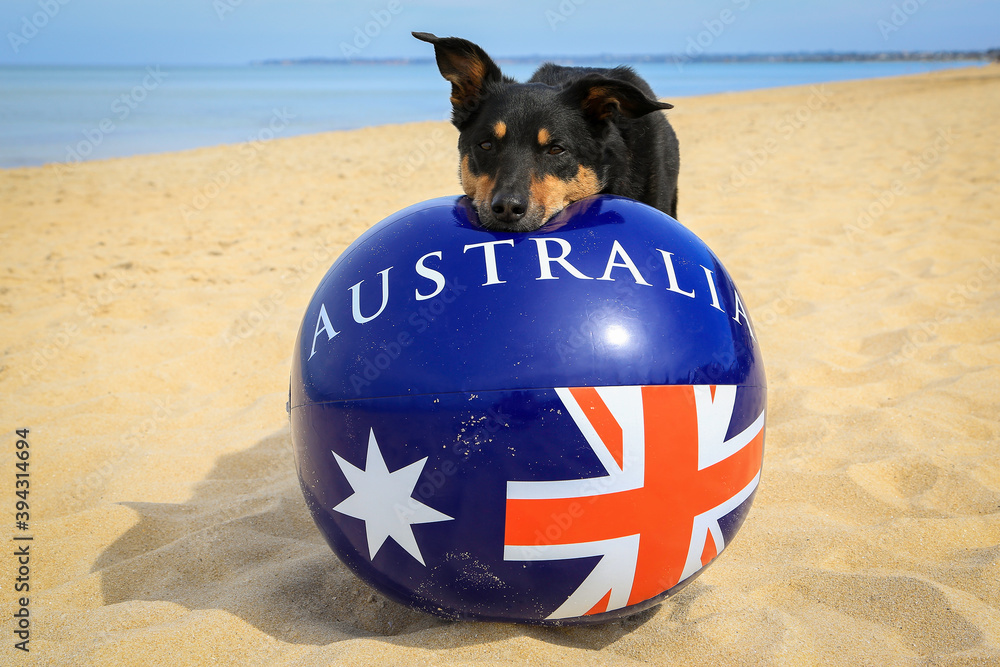 Dog store beach ball