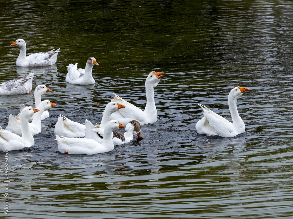 Domestic geese on the pond in search of food