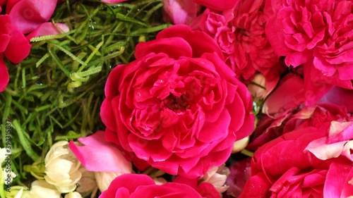 Close up red roses are used for traditional events