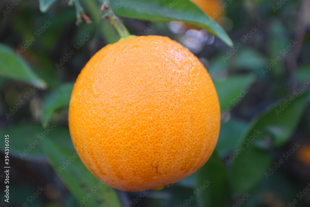 Orange on the Tree Orange on the Tree