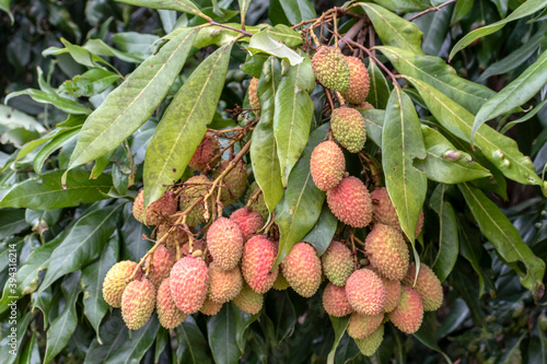 Unripe green lychee hanging from a lychee tree. Fresh green lychee fruits grow on tree in Brazil photo