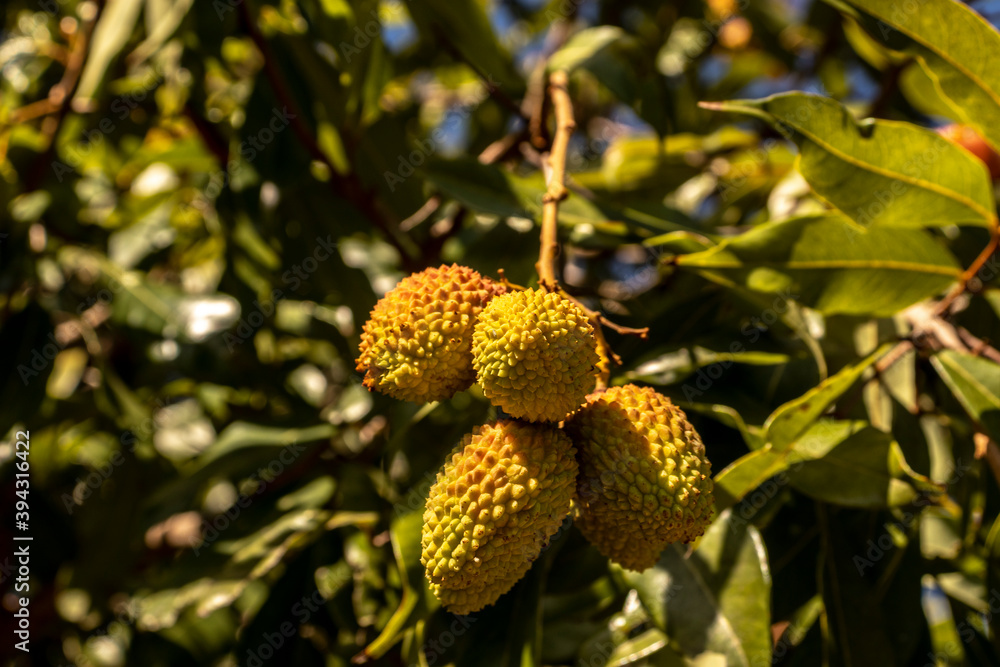 Unripe green lychee hanging from a lychee tree. Fresh green lychee fruits grow on tree in Brazil Unripe green lychee hanging from a lychee tree. Fresh green lychee fruits grow on tree in Brazil