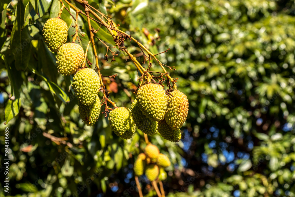 Unripe green lychee hanging from a lychee tree. Fresh green lychee fruits grow on tree in Brazil Unripe green lychee hanging from a lychee tree. Fresh green lychee fruits grow on tree in Brazil