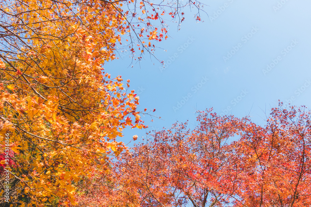 日本の綺麗な紅葉の木々 日本の綺麗な紅葉の木々