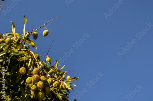 Unripe green lychee hanging from a lychee tree. Fresh green lychee fruits grow on tree in Brazil photo