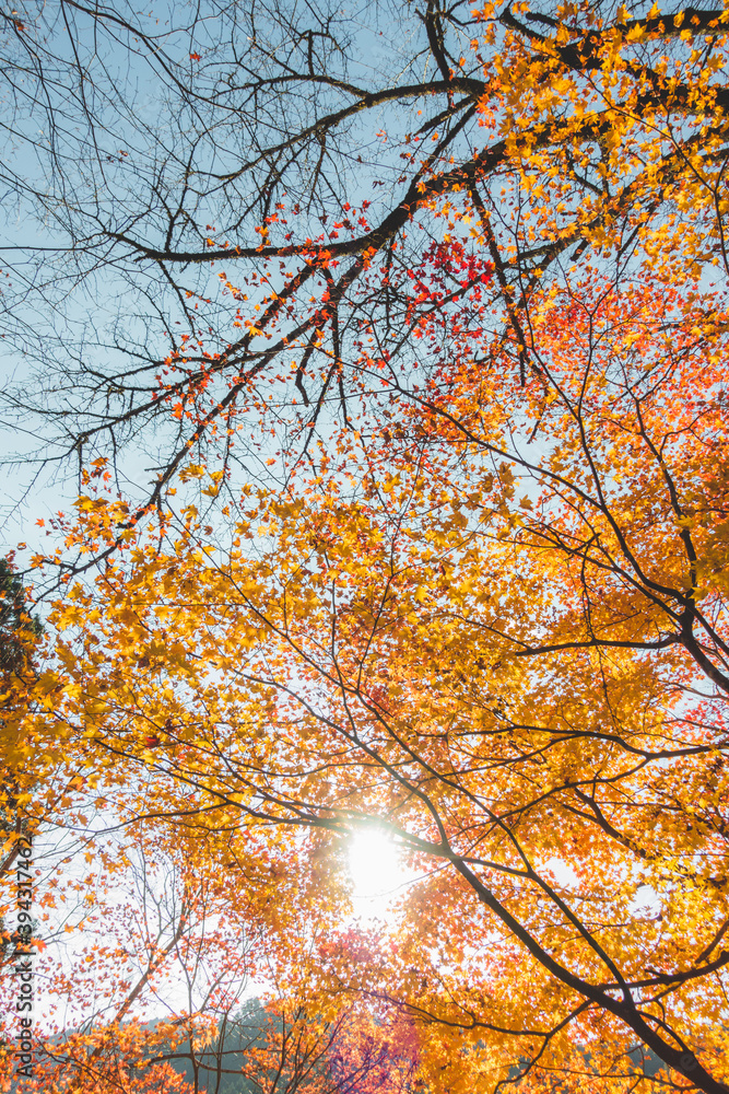 日本の綺麗な紅葉の木々 日本の綺麗な紅葉の木々