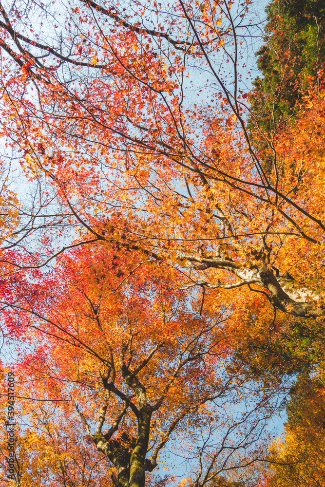 日本の綺麗な紅葉の木々 日本の綺麗な紅葉の木々