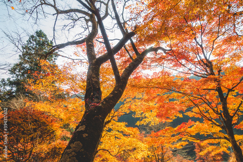 日本の綺麗な紅葉の木々