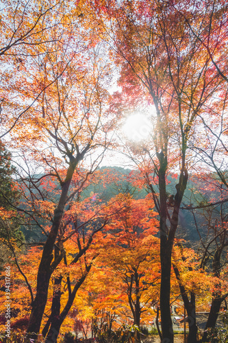 日本の綺麗な紅葉の木々