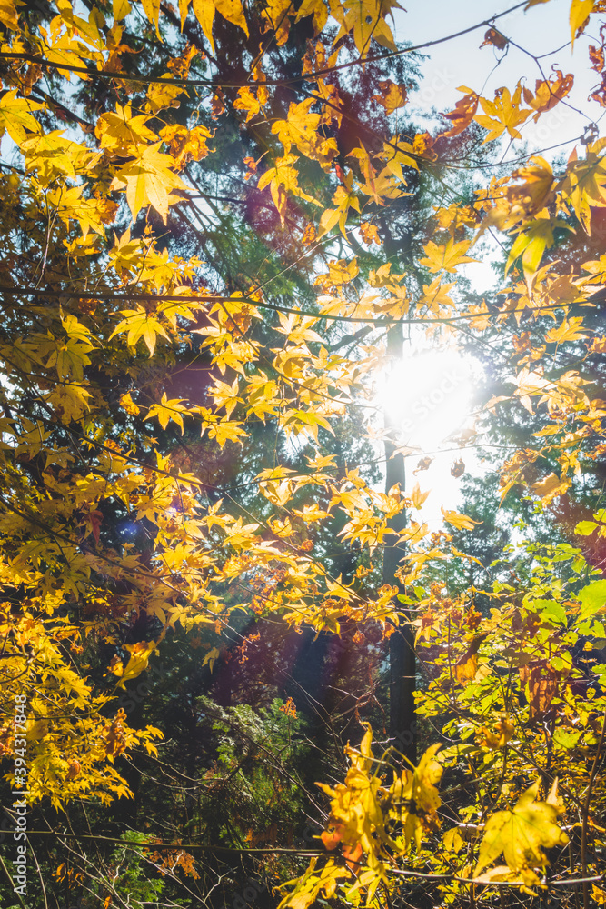 Fototapeta premium 日本の秋の紅葉の葉