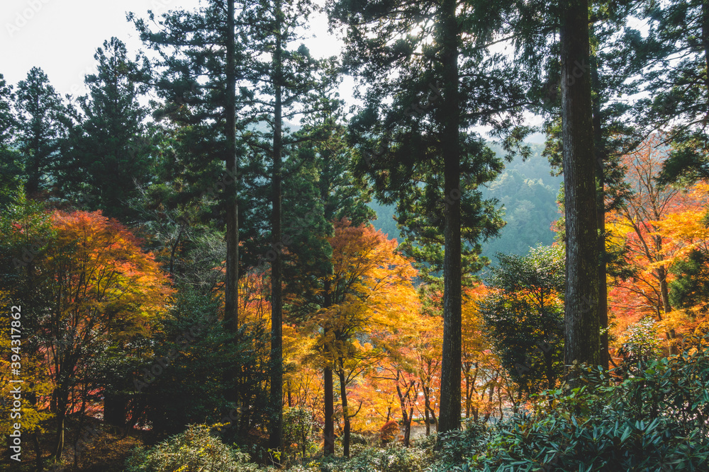 Fototapeta premium 日本の綺麗な紅葉の木々